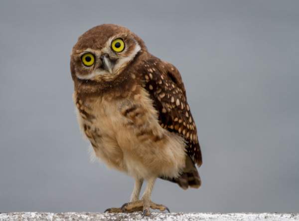 Compreenda a Simbologia por Trás da Coloração das Aves Noturnas