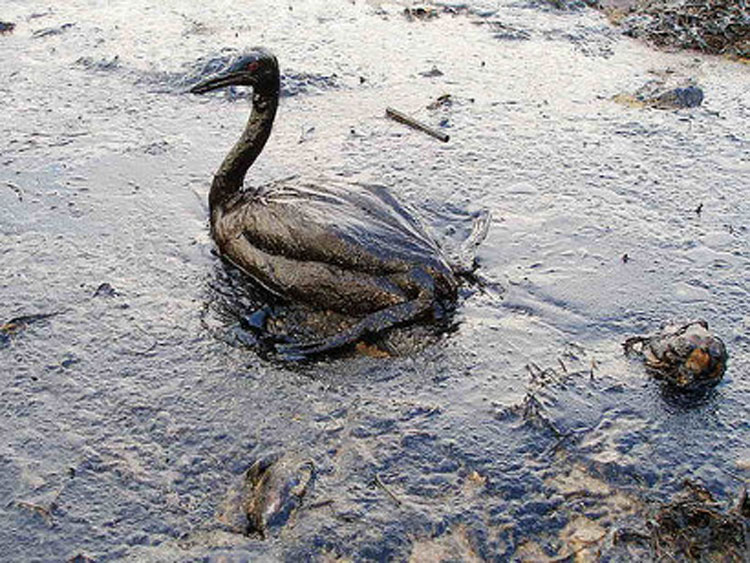 Quais São as Diferenças Entre Água Poluida e Contaminada?