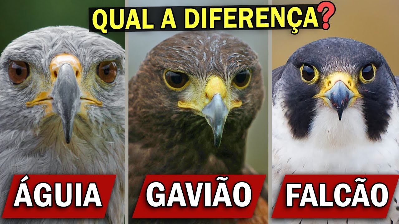 Características Físicas Distintivas