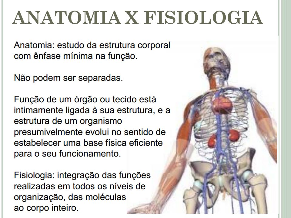 Entendendo a Distinção entre Anatomia e Fisiologia