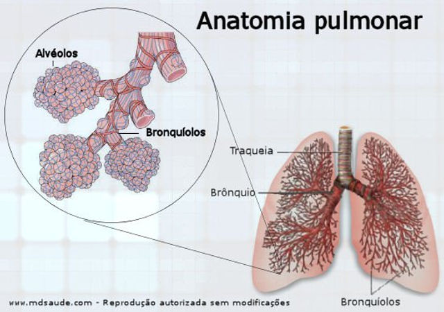 Quais São as Causas de Asma e Bronquite?