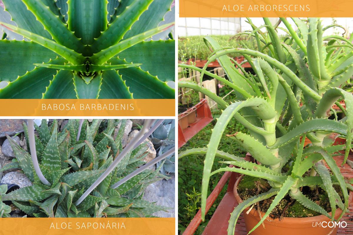 Características da Aloe Vera