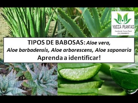 Benefícios de Usar Babosa ou Aloe Vera