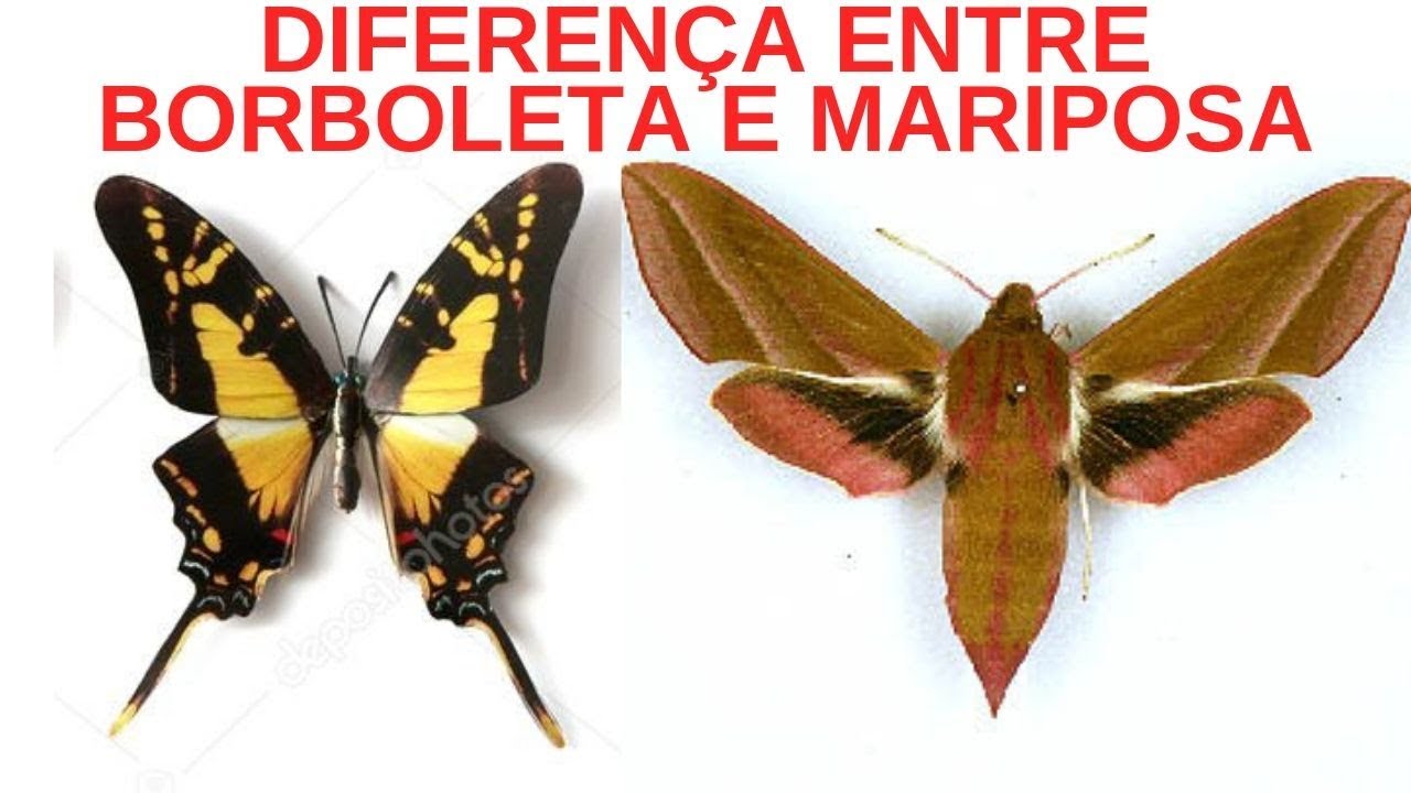 Uma Comparação entre Borboletas e Mariposas