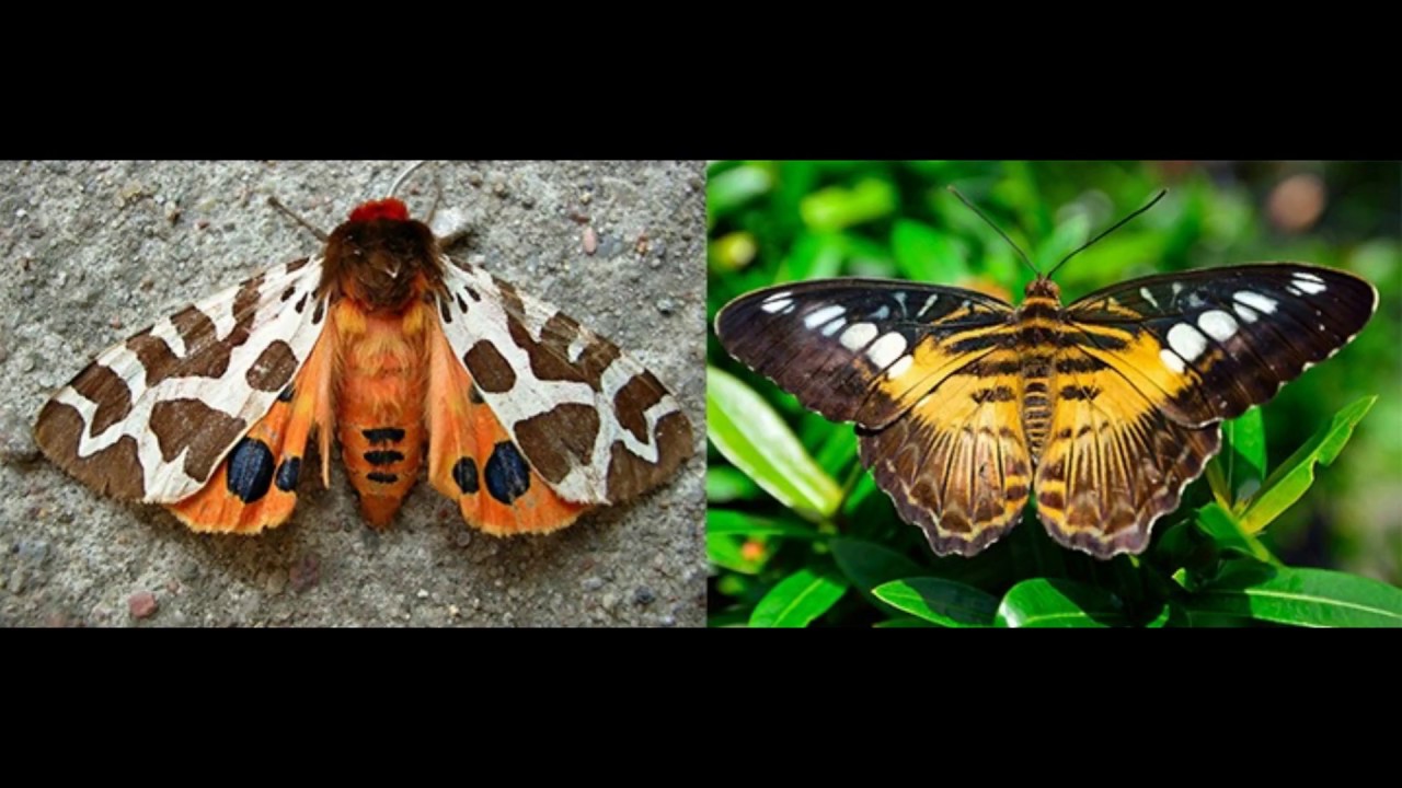 Alimentação diferente entre Borboletas e Mariposas