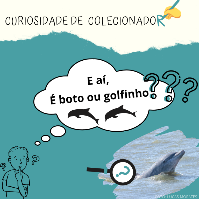 Características Físicas que Diferenciam Botos e Golfinhos