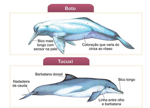 Alimentação de Botos e Golfinhos