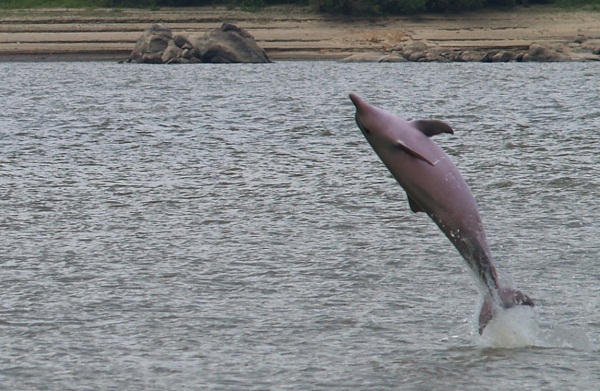 Hábitats Naturais dos Botos e dos Golfinhos