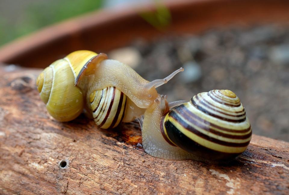 Qual a Importância dos Caracóis e Caramujos na Natureza?