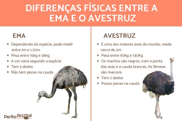 Características Físicas Distintivas das Emas e Avestruzes