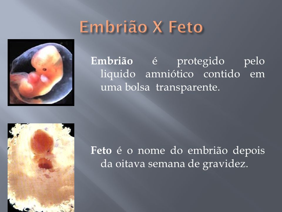 Qual a Importância de Identificar a Diferença Entre Embrião e Feto?