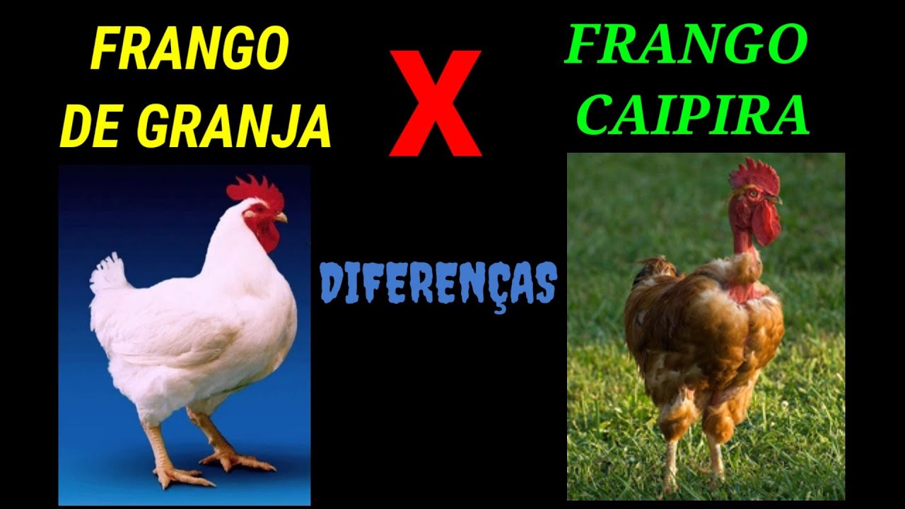 Definição de Frango e Galinha