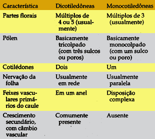 Características Distintivas das Duas Plantas