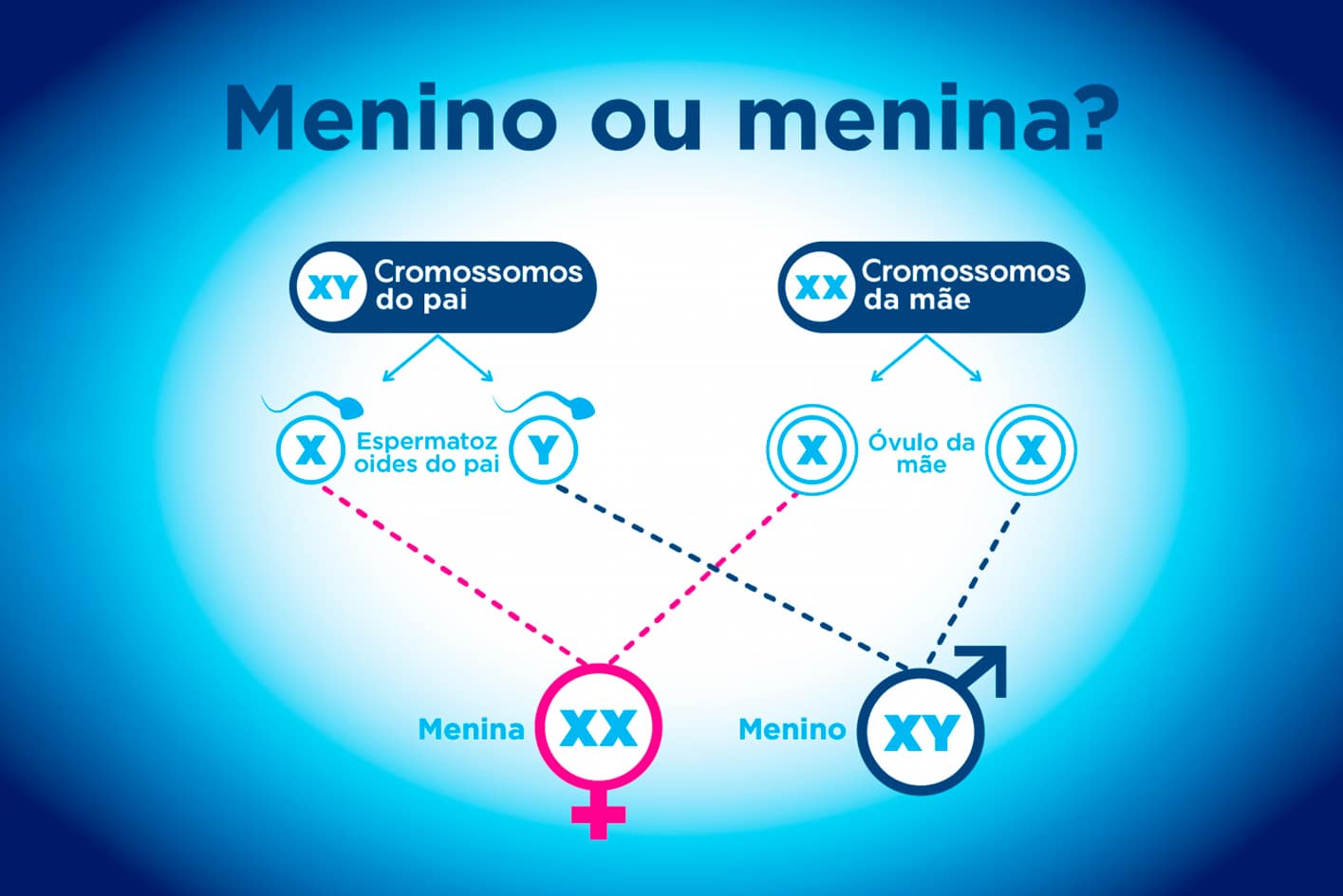 A Biologia Básica da Gravidez Masculina e Feminina