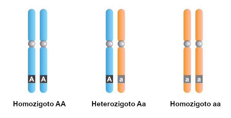 Como os Homozigotos e Heterozigotos se Relacionam com o DNA?