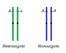 Quais São as Diferenças Entre Homozigoto e Heterozigoto?