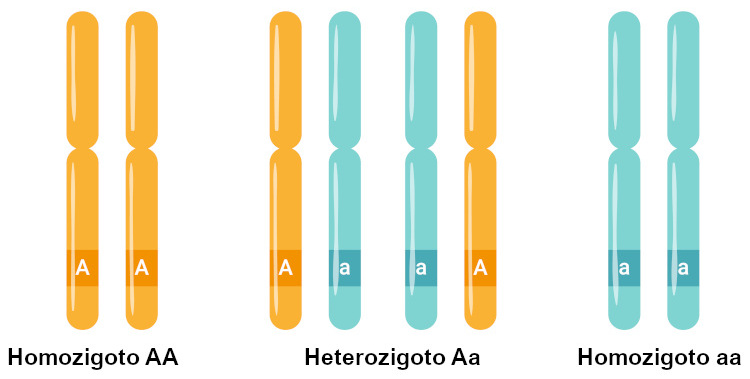 Qual é a Importância de Identificar Se um Indivíduo É Homozigoto ou Heterozigoto?