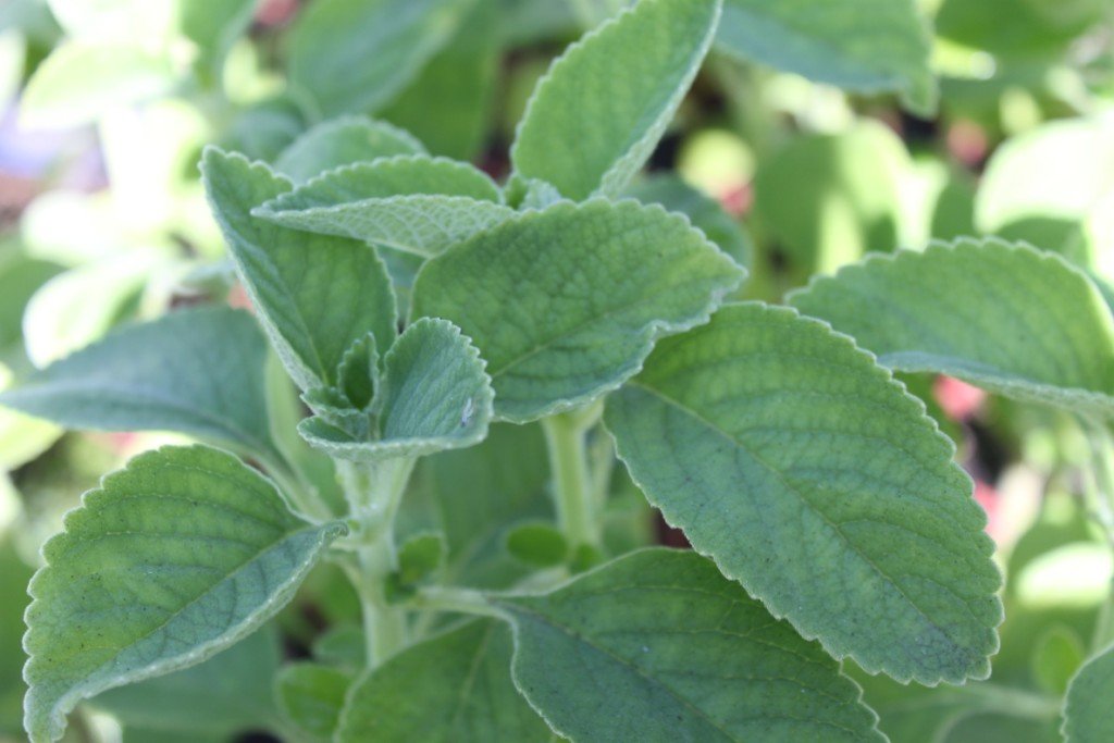 Como Usar Cada Plantas em Cozinha?