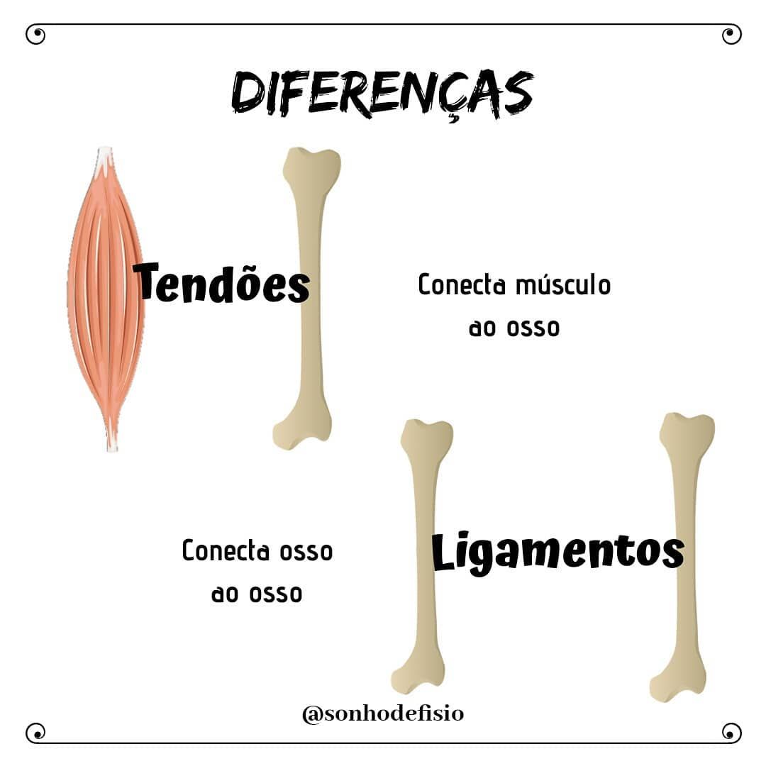 O Que São Ligamentos e Tendões?