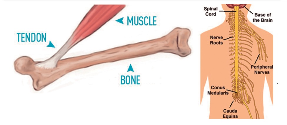 Como os Ligamentos e Tendões Funcionam Juntos?