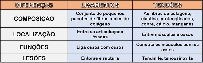 Quais são as Funções dos Ligamentos e Tendões?