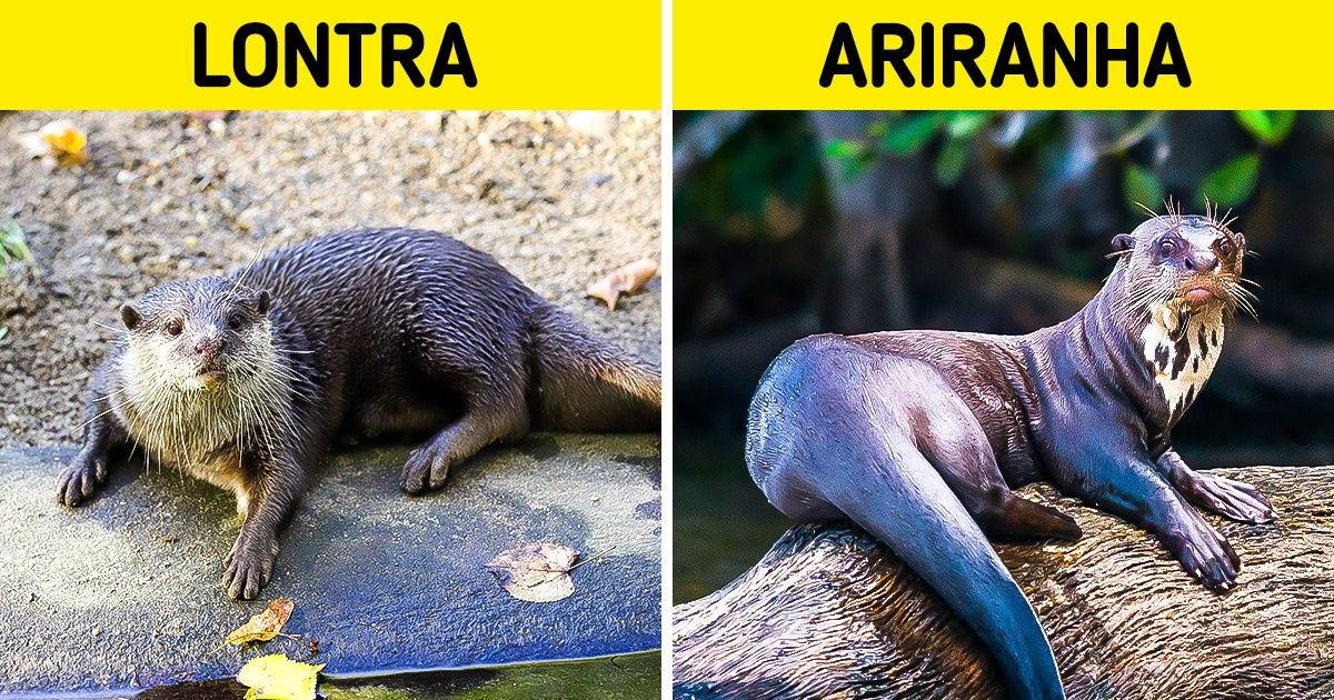 Comparando Hábitos de Vida das Lontras e Ariranhas