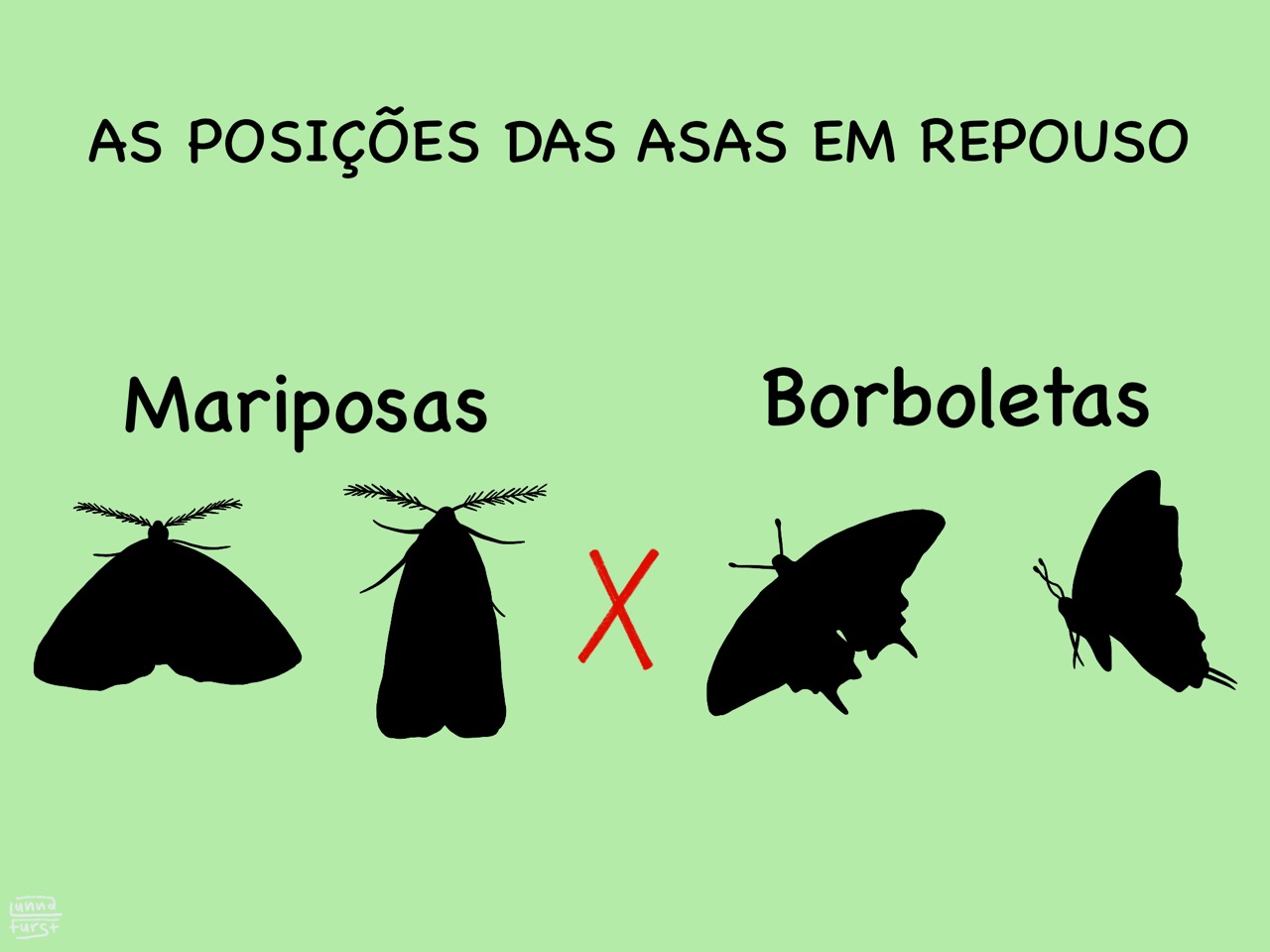 Qual é A Diferença Entre Mariposa E Borboleta Br 8861