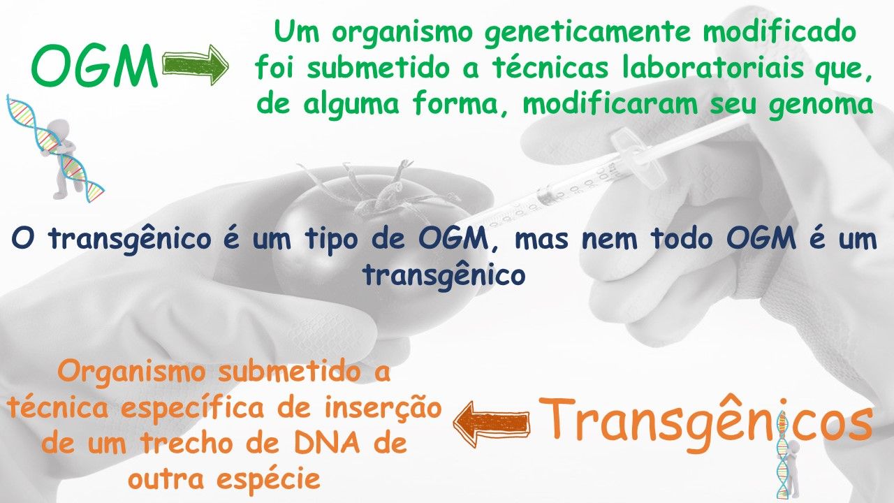 Como Os OGMs Diferem dos Transgênicos?