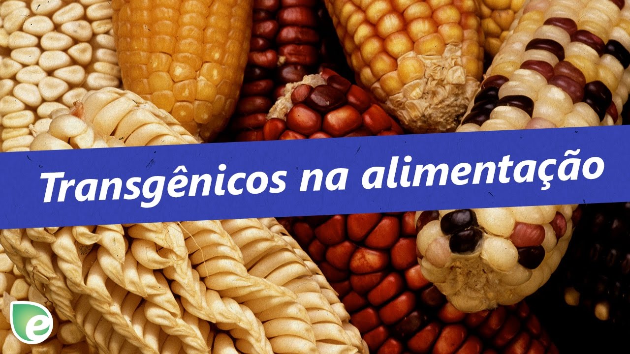 Qual é o Impacto Ambiental de Usar Produtos Genéticamente Modificados?