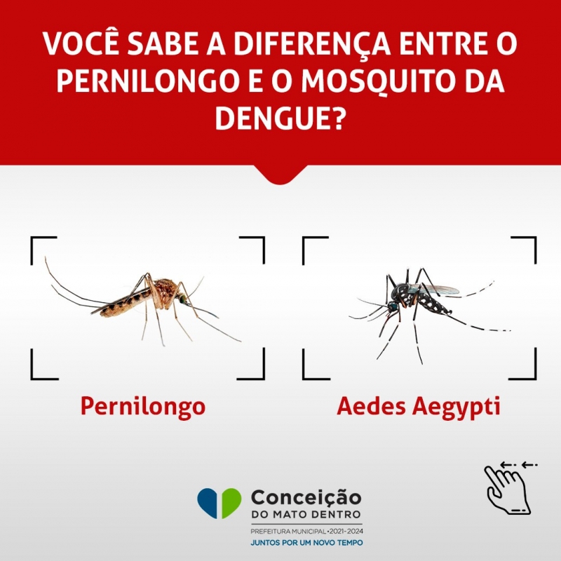 Qual A Diferen A Entre Pernilongo E Mosquito Da Dengue