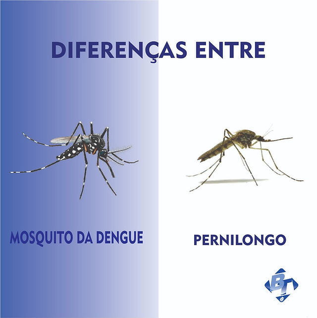 Como prevenir a proliferação dos mosquitos da Dengue?