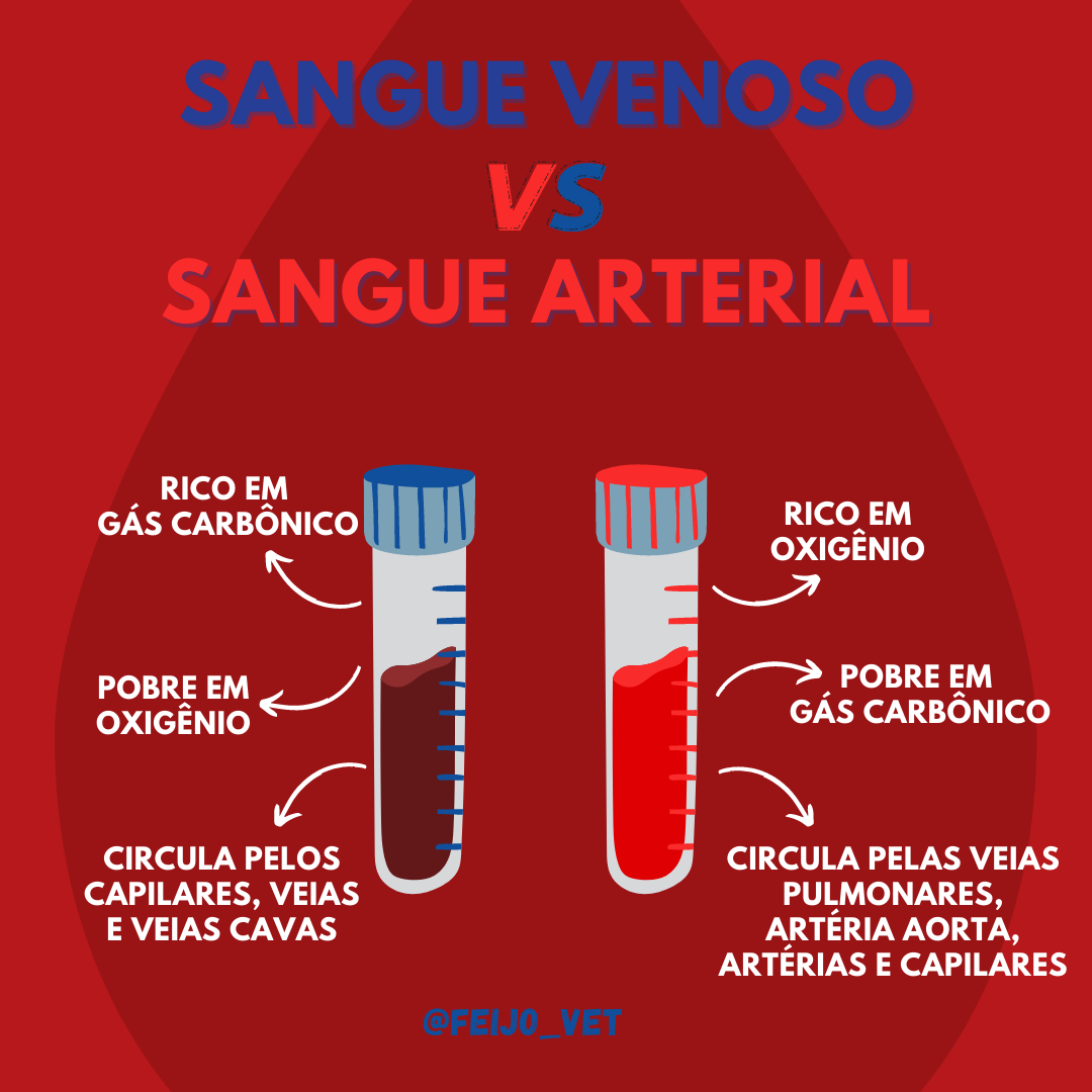 O Papel Fundamental do Sangue Venoso e Arterial no Corpo Humano