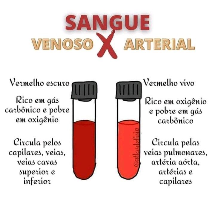 Como o Sangue Venoso e Arterial São Distintos?