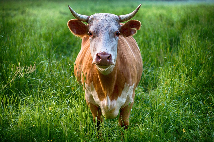 O Papel de Cada Animal na Agricultura