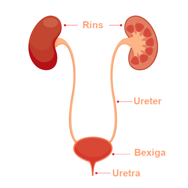 Como São Diferentes Ureter e Uretra?