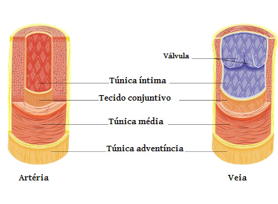 Como Funciona o Sistema Circulatório?