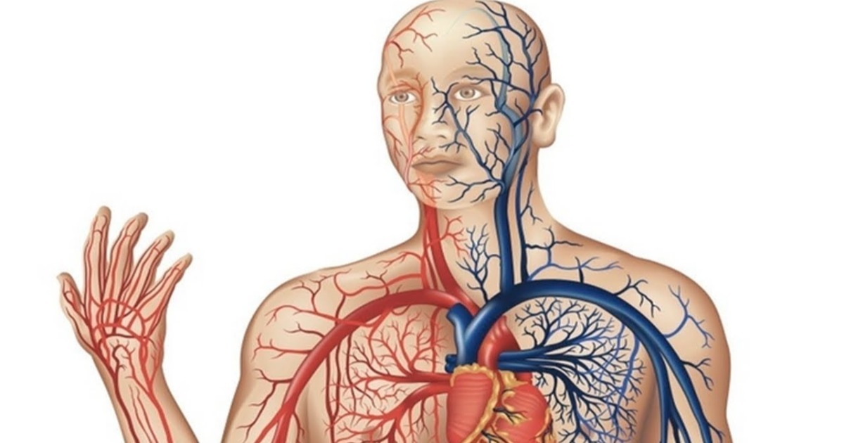 Qual é a Importância de Identificar Corretamente Veias e Artérias?