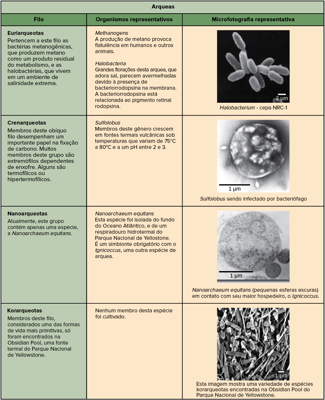 Como As Bactérias e Archaea Se Relacionam?