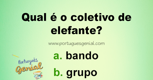 Compreenda os Benefícios do Coletivo de Elefante