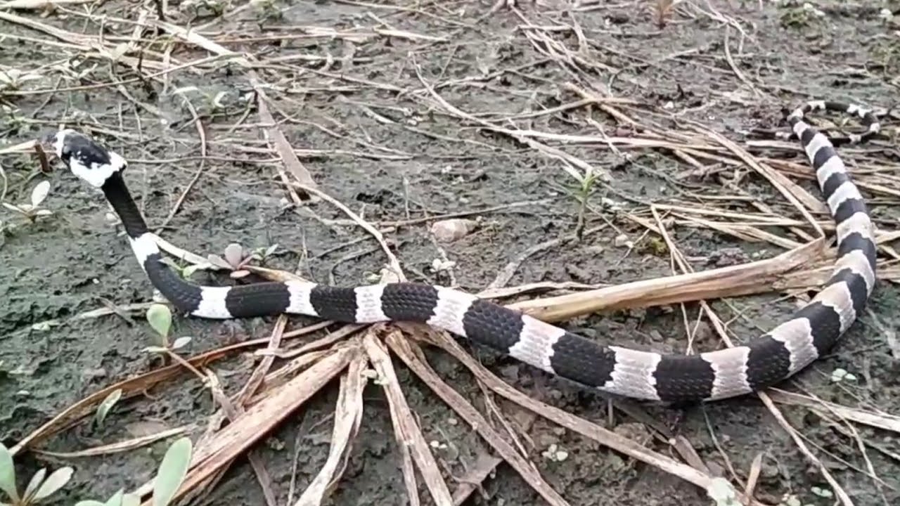 Conheça a Exótica Cobra Preto e Branco