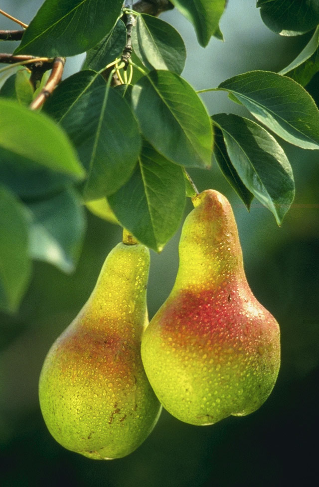 Uma Variedade Exótica de Fruta