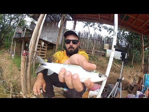 Entenda a Origem e Características do Peixe Campineiro