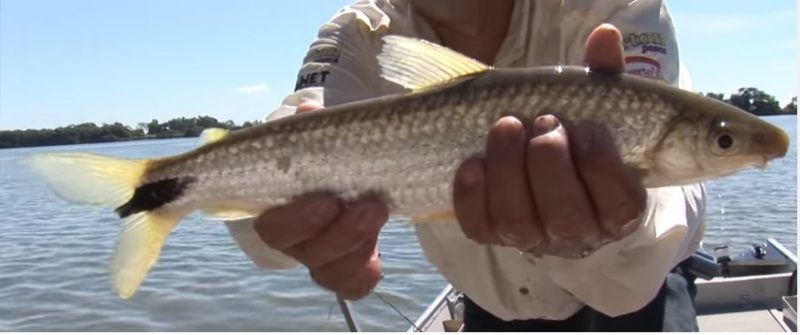 Saiba como Cuidar de um Peixe Campineiro em Cativeiro