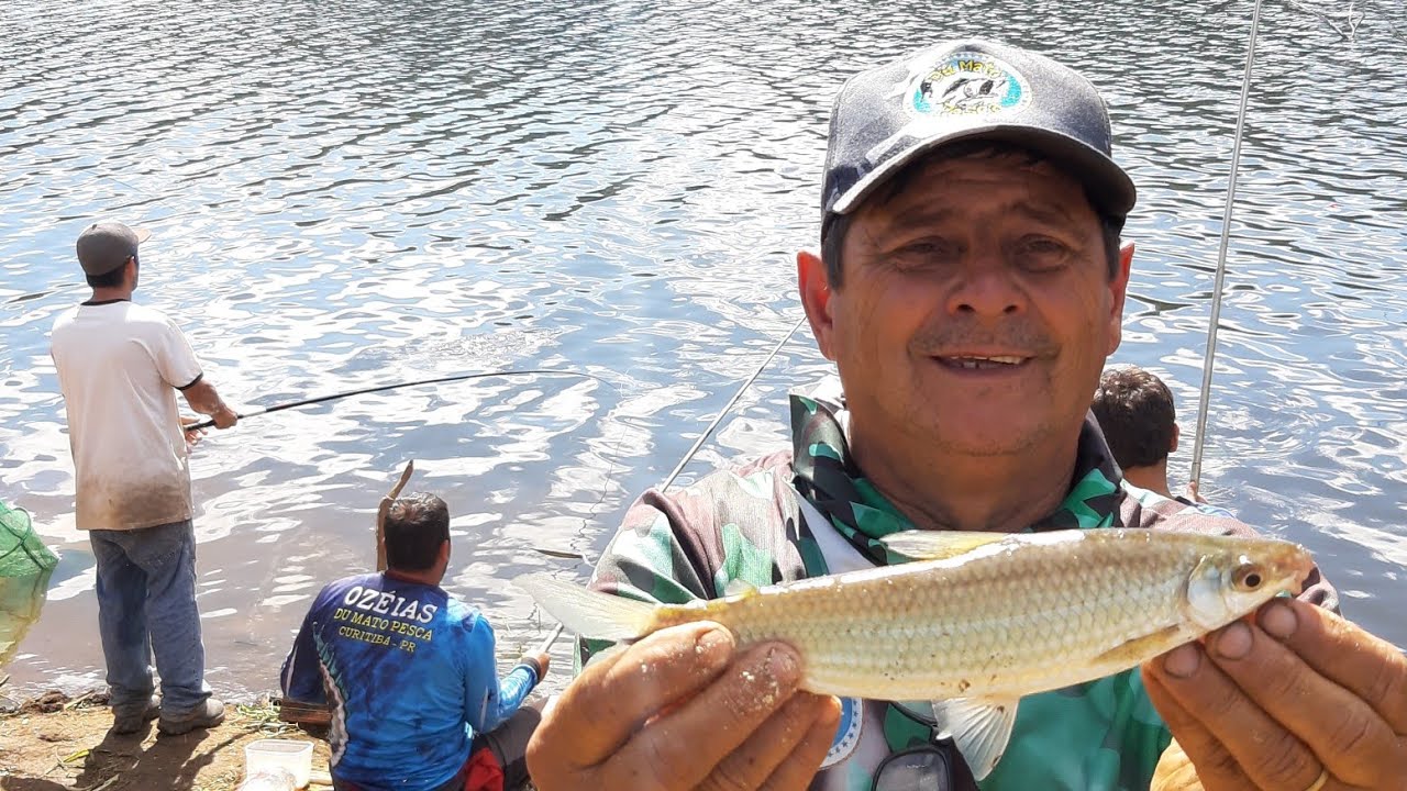 Aprenda sobre as Vantagens de Ter um Peixe Campineiro na Aquariofilia