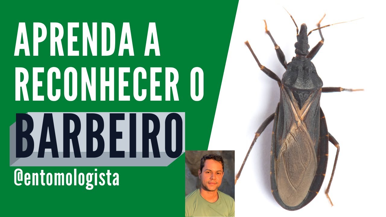 Descubra o Inseto Barbeiro - Um Olhar Mais de Perto