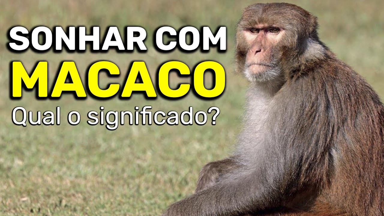 Entenda como funciona a numeração dos macacos