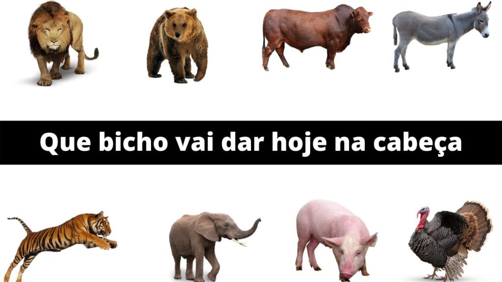 Compreenda as razões por trás do bicho atrasado