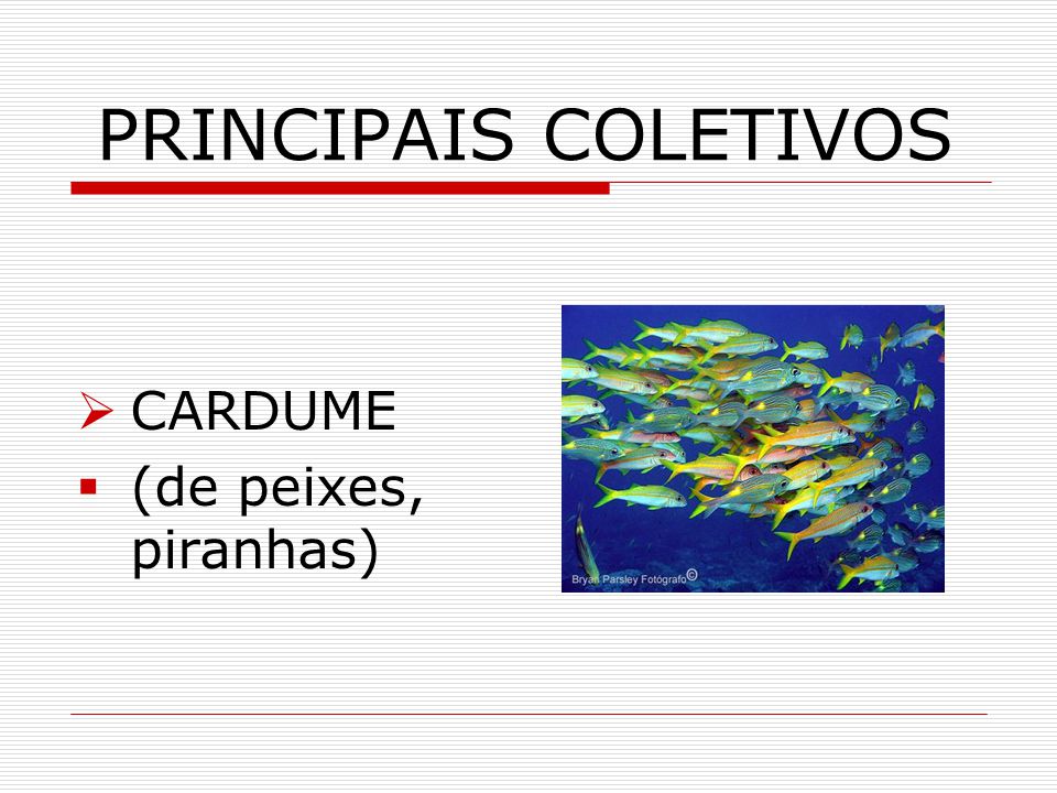 Veja Como Criar um Ambiente Ideal para o Coletivo de Peixes