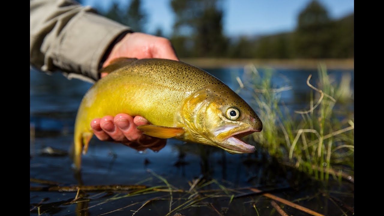 O Que Significa Sonhar com Peixes?