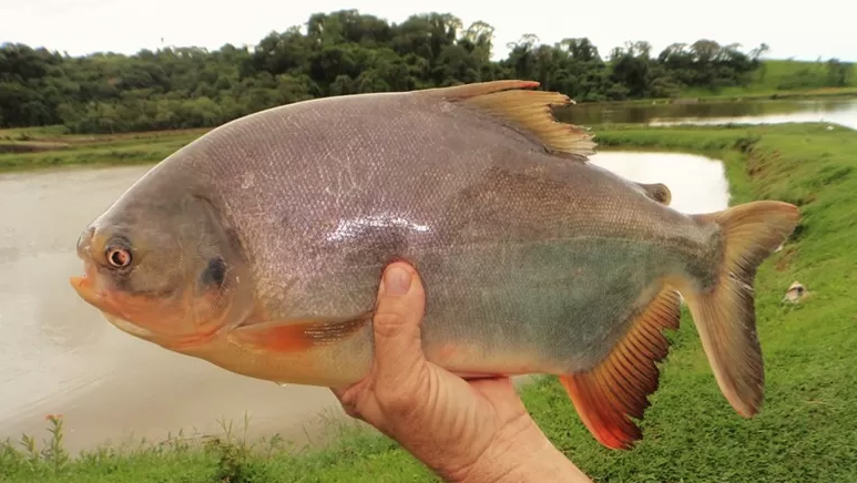 Saiba Qual o Peixe Mais Popular Que Começa com a Letra T